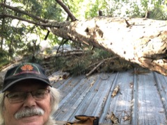 tree on roof